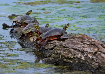 Obraz premium turtles on log