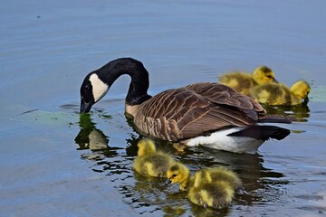 country goose and ducklings