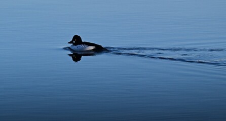 duck swimming in the water