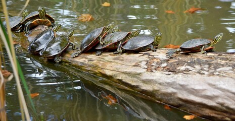 Fototapeta premium turtles on log