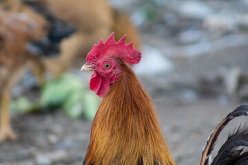 red rooster in mexican profile 