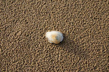 top view of sea shell on a yellow wet sand at summer beach. Sea shell is located on the center of the picture for copy space.