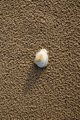 Fototapeta na wymiar top view of sea shell on a yellow wet sand at summer beach. Sea shell is located on the center of the picture for copy space.
