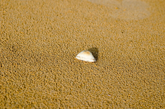 top view of sea shell on a yellow wet sand at summer beach. Sea shell is located on the center of the picture for copy space.