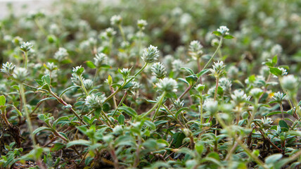 Rare and endangered species flowers by the beautiful coastline in the Asia, Thailand