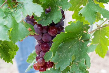 Bunch of fresh orchard grapes 