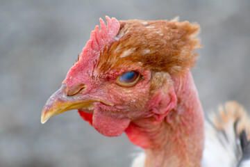 Japanese hairless hen looking red female