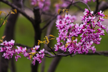 Purple Spring Blossom. Cercis Canadensis or Eastern Redbud