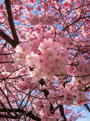Kirschblüten 