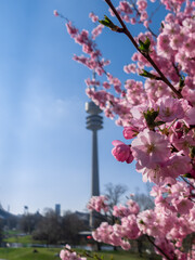Kirschblüten vor dem Münchner Olympiaturm 