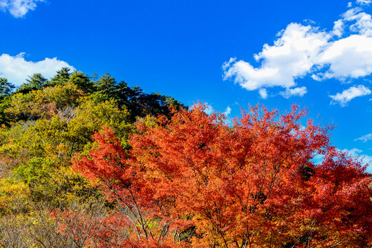 日本の秘境「五家荘・梅の木轟公園・樅木河合場線からの紅葉風景」標高1300～1700ｍ Japan's unexplored region 