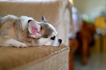 The dog is sleeping comfortably on the soft sofa.