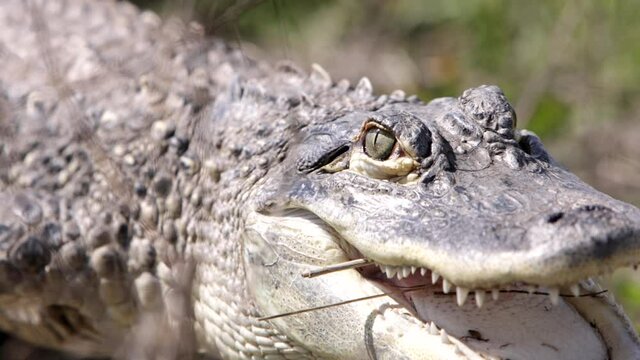 Alligator eyelid slow motion closing - amazing animal in the wild