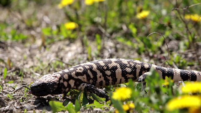 Gila monster walking in slow motion