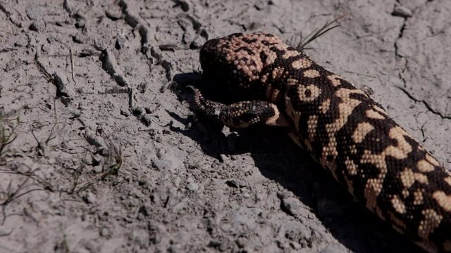 Gila monster on desert tire tracks dirt