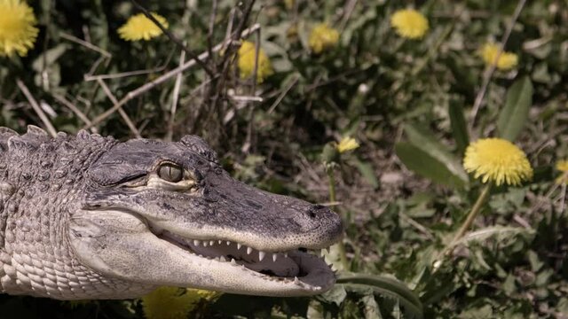 Dangerous alligator stalking slow motion
