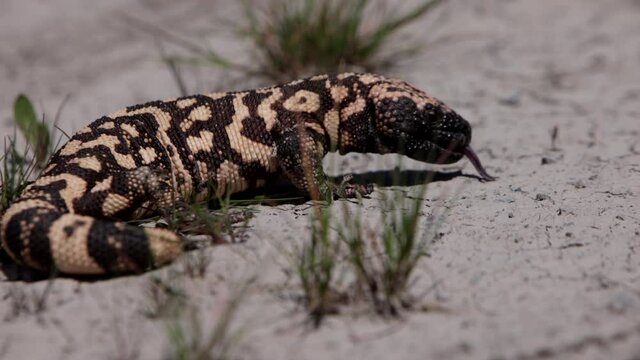 Gila monster on cracked desert dirt slow motion