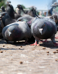 Fototapeta premium Two pigeons prepare to vie for food on the ground.