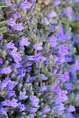 Campanula purple flowers close up.