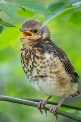 A fieldfare chick, Turdus pilaris, has left the nest and is sitting on a branch. A chick of fieldfare sitting and waiting for a parent on a branch.