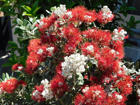 Blossoming metrosideros excelsa shrub, in Athens, Greece
