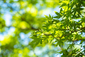 新緑のもみじ【2021年初夏】