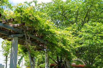 新緑のパーゴラ【2021年初夏】