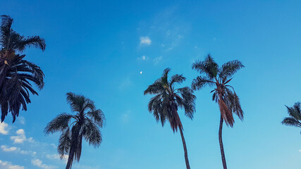 Fototapeta na wymiar paisaje de palmeras con luna saliente