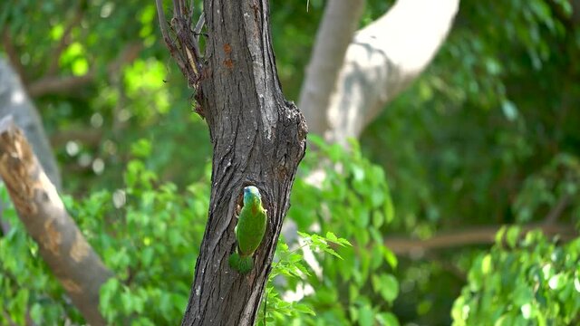 Taiwan Barbet(Psilopogon nuchalis) stands in its tree cave nest.Highly distinctive Taiwan endemic, bright green with a rainbow-hued face in red, blue, and yellow.