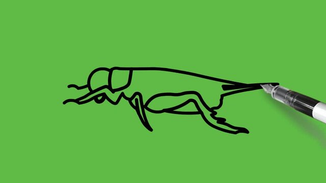 Drawing cockroach in black, pink and brown color combination on abstract green background