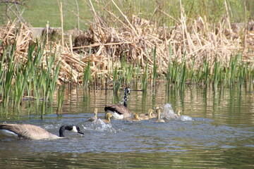 Gosling Having Fun On The Water, Willaim Hawrelak Park, Edmonton, Alberta