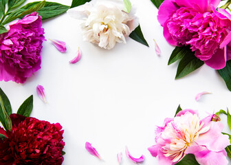 Peony flowers on a white background