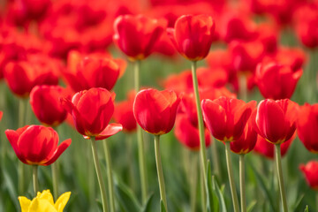 Colorful red tulips blossom in spring garden