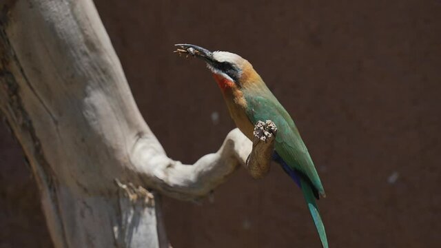 This slow motion video shows a perched white-fronted bee-eater (Merops bullockoides) bird tossing a cricket up in the air and then chomping and eating it.