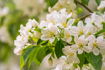 White blossoming apple trees. White apple tree flowers