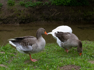 Greylag geese and snow goose grazing by a stream