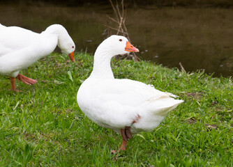 Obraz premium Snow goose lifting it's leg
