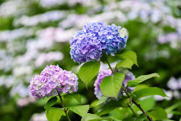紫陽花