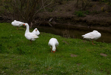 A group of snow geese resting, grazing on the bank of a stream