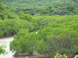 Okinawa,Japan - May 22, 2021: Mangrove field along Fukito river in Ishigaki island, Okinawa, Japan
