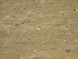 Okinawa,Japan - May 22, 2021: Fiddler crabs or Uca lactea perplexa on mud of mangrove field along Fukito river in Ishigaki island, Okinawa, Japan
