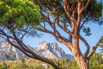 Green old cedar tree with long needles on a background of mountains in cloudy day. Freshness, nature, concept. Pinus pinea