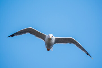The European herring gull, Larus argentatus, flying in the clear blue sky.