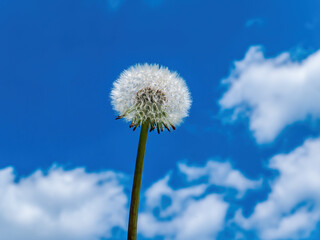 White fluffy dandelion flowers against the blue sky. Dandelion flower seeds. Taraxacum officinale....