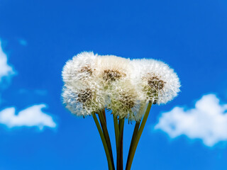 White fluffy dandelion flowers against the blue sky. Dandelion flower seeds. Taraxacum officinale....