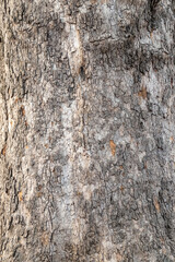 Platanus, or Sycamore tree bark close-up background. Bark texture and background of a old fir tree trunk