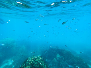 Fototapeta na wymiar Under the sea Travel in the diving sea