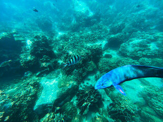 Under the sea Travel in the diving sea