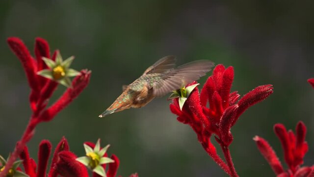 This slow motion macro video shows a beautiful Allen's humming bird feeding on blooming anigozanthos red kangaroo paw plants and then flying off.