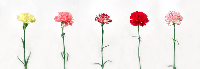 different color of carnations isolated on white background - Powered by Adobe